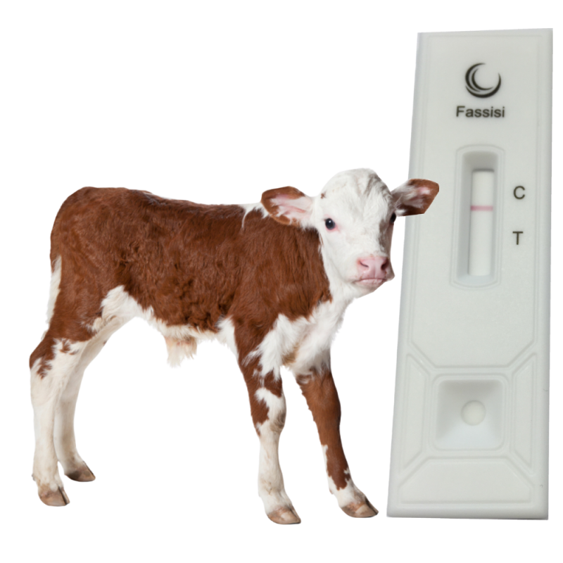 Bovine IgG