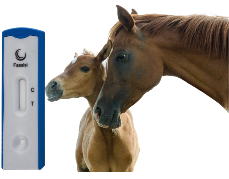 Equine IgG 3 sprachig