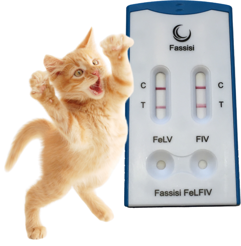 FeLFIV